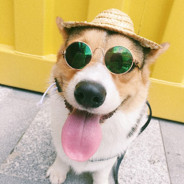 Pet  Photo glasses