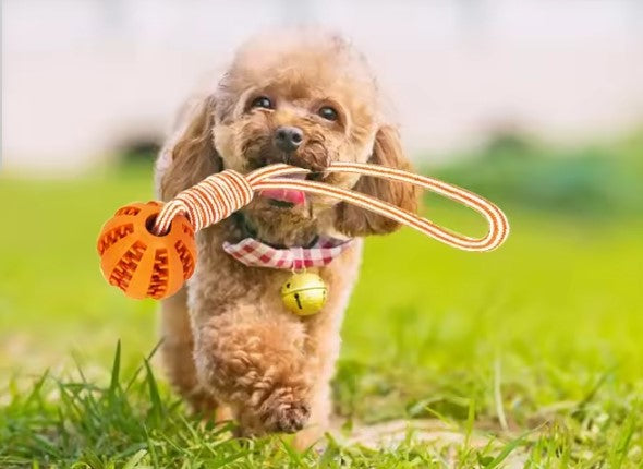 Toy ball for pet digs puppy cat dog pet food treat feeder ches tooth cleaning ball