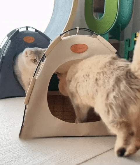 Foldable pet tent